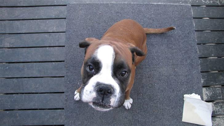 Boxer Lucas billede 3