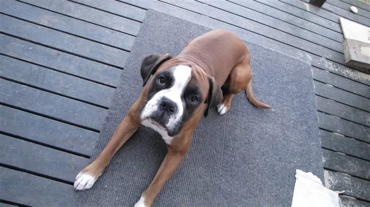 Boxer Lucas billede 1