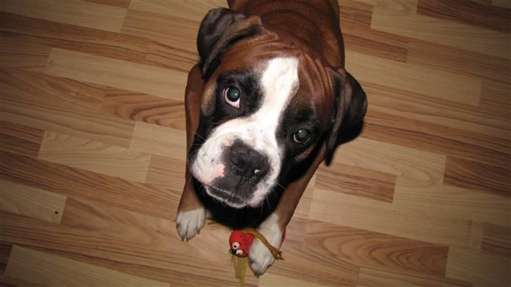 Boxer Lucas billede 15