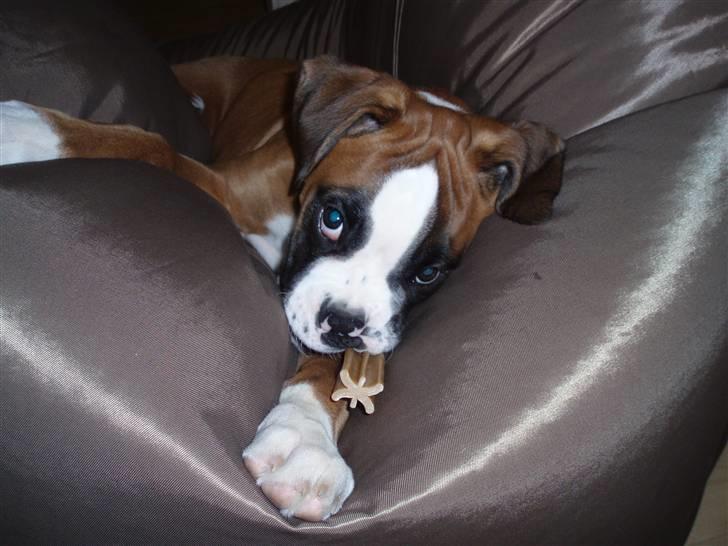 Boxer Lucas billede 17