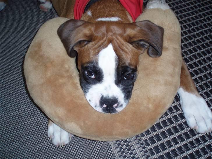 Boxer Lucas billede 18