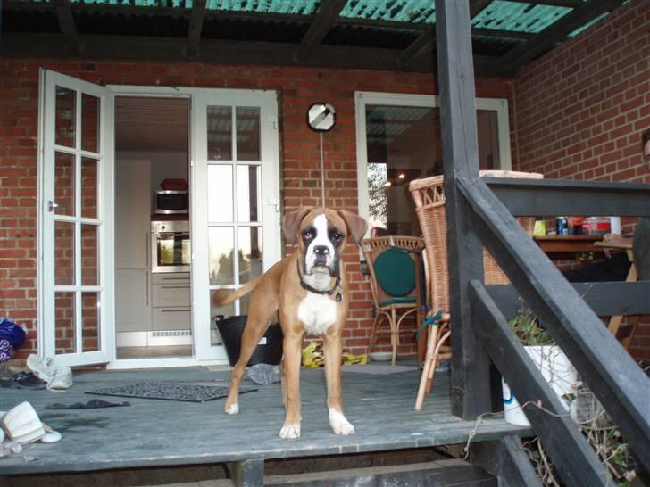 Boxer Lucas billede 19