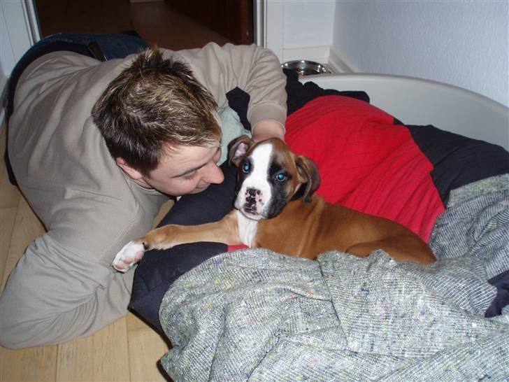 Boxer Lucas billede 20