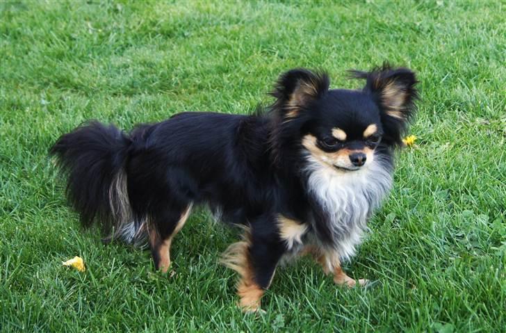 Chihuahua Bailey billede 14