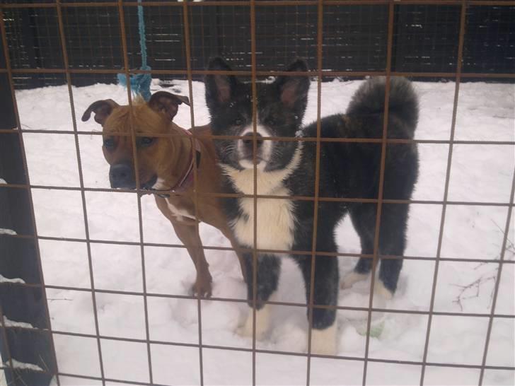 Akita inu Emiko/Miko billede 15