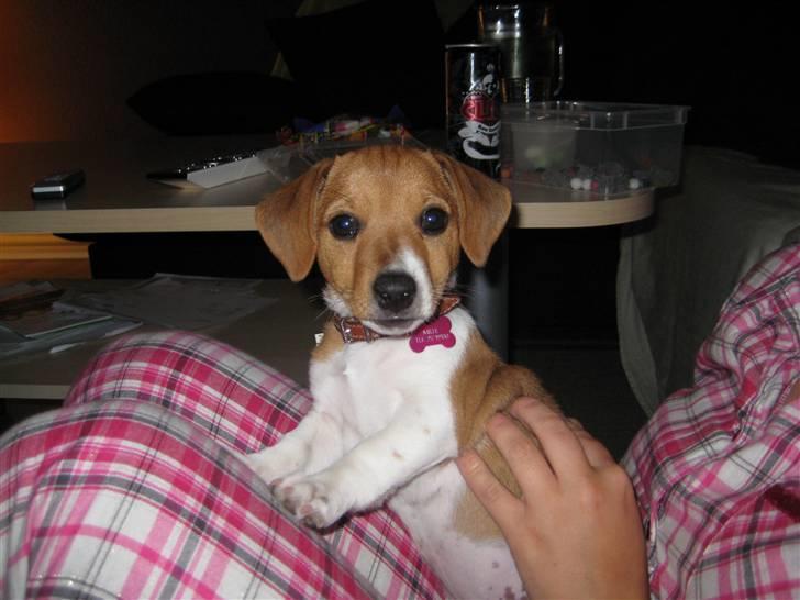 Jack russell terrier Mille billede 1