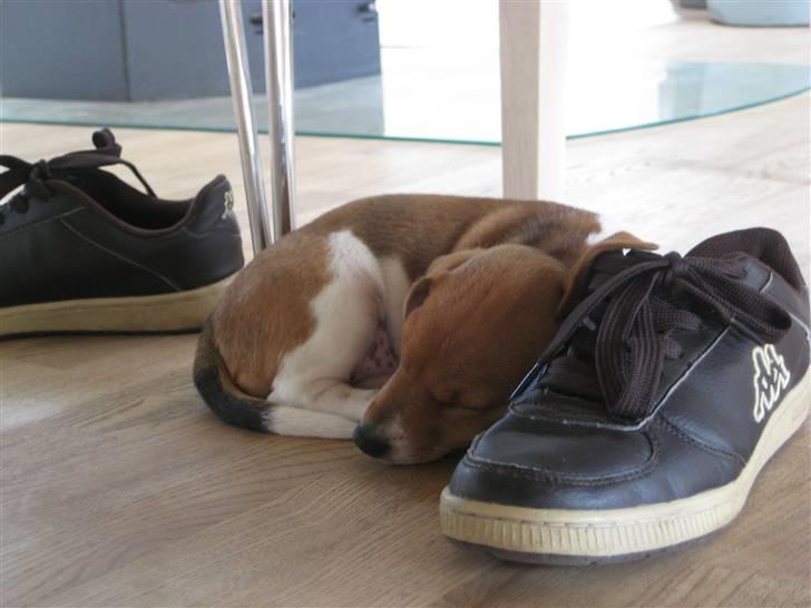 Jack russell terrier Mille billede 2