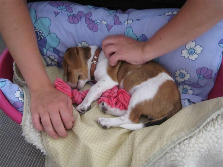 Jack russell terrier Mille billede 3