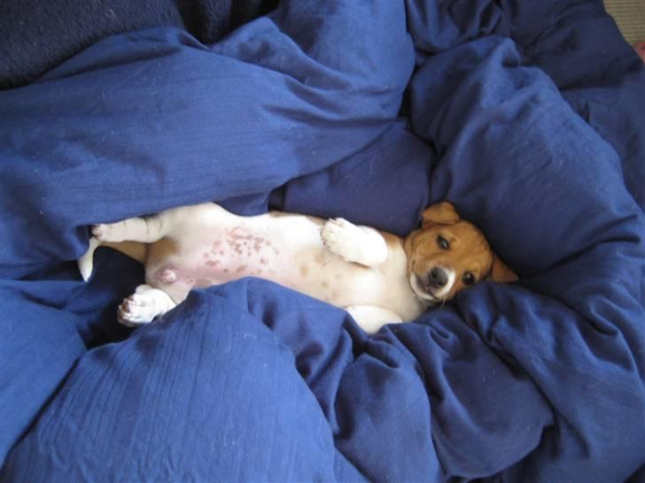 Jack russell terrier Mille billede 4