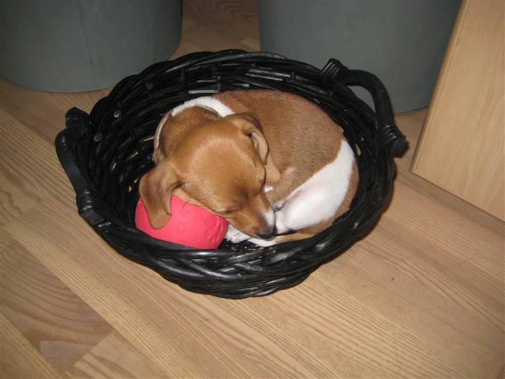 Jack russell terrier Mille billede 5