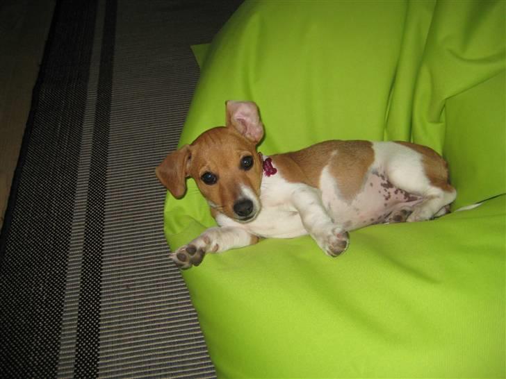 Jack russell terrier Mille billede 6