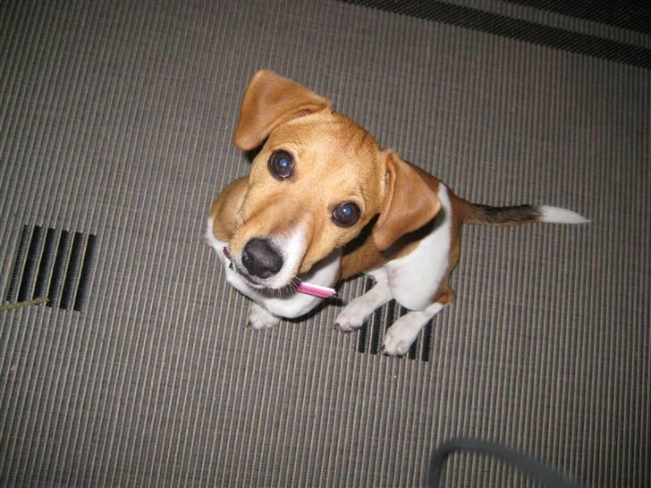 Jack russell terrier Mille billede 7