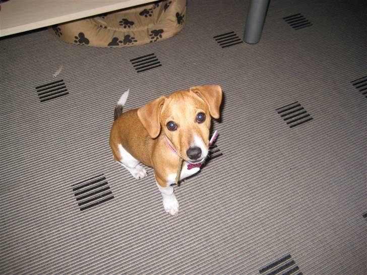 Jack russell terrier Mille billede 8