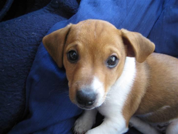Jack russell terrier Mille billede 10