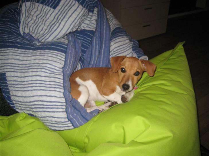 Jack russell terrier Mille billede 11