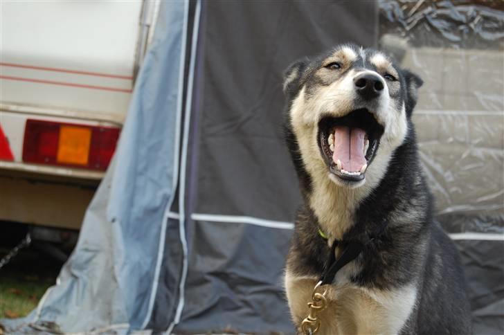 Siberian husky Luna  - Daldorf 2010 billede 7