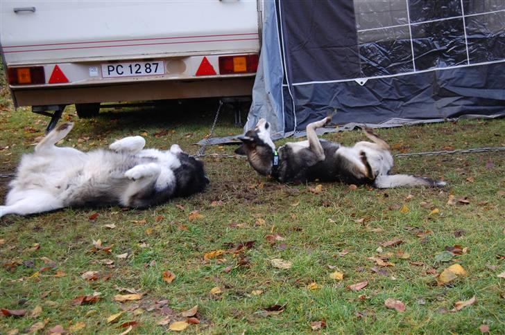 Siberian husky Luna  - Daldorf 2010, leg med Cato billede 8