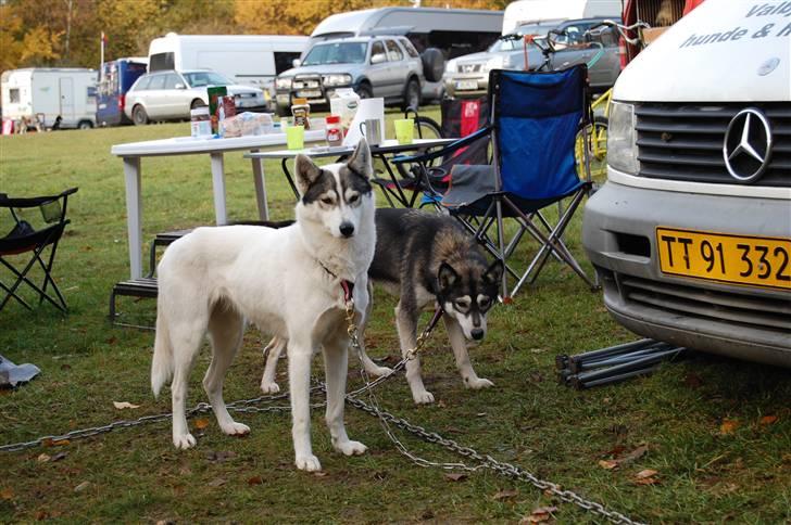 Siberian husky Liva - Liva sammen med Avia Daldorf 2010 billede 9