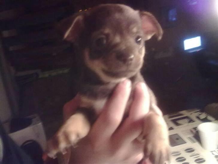 Chihuahua nadia - 6 uger i går den  5/ 12 2010 billede 18