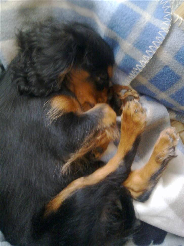 Cavalier king charles spaniel Balou billede 1