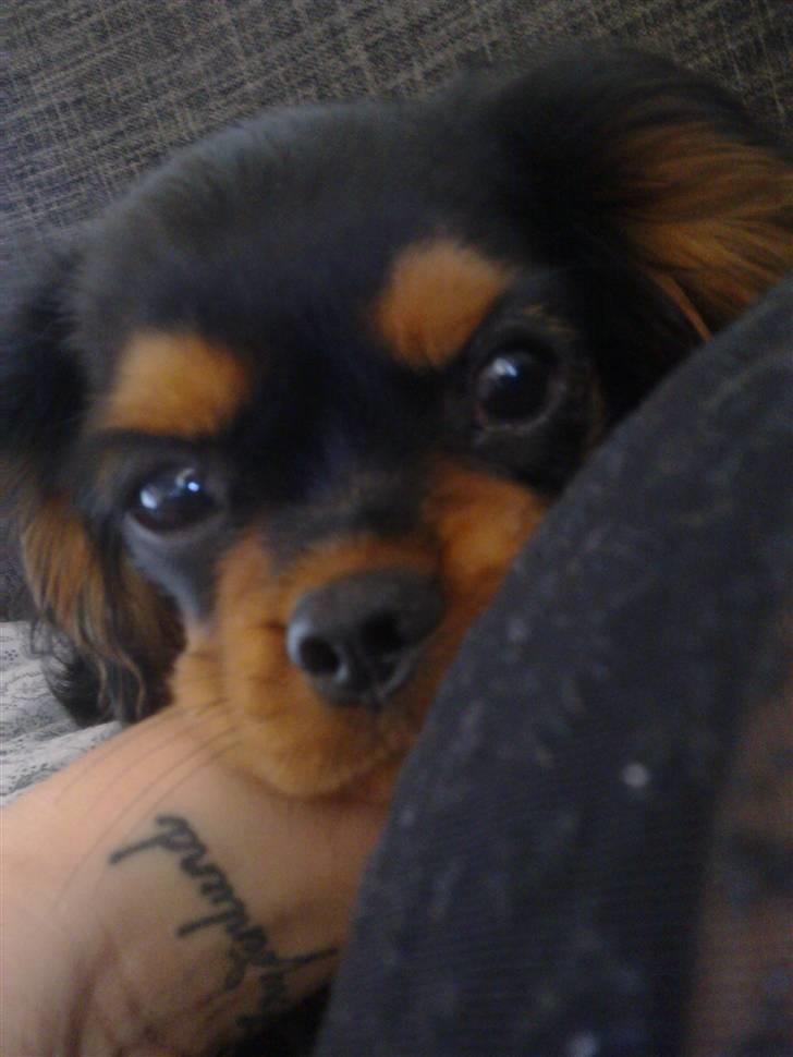 Cavalier king charles spaniel Balou billede 2