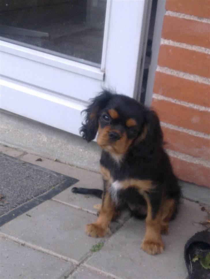 Cavalier king charles spaniel Balou billede 3