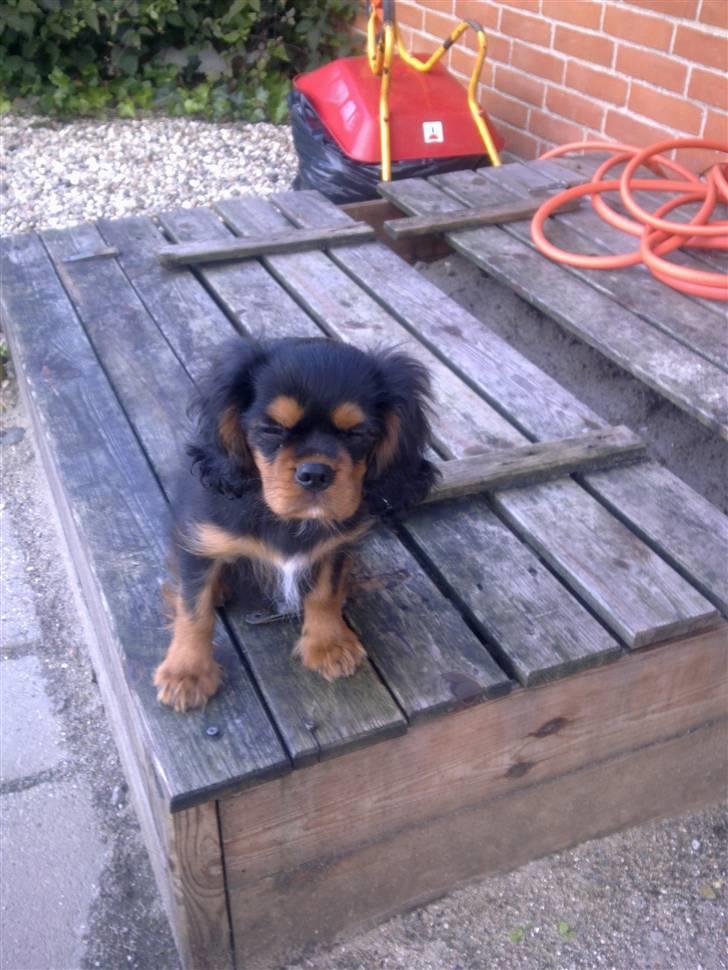 Cavalier king charles spaniel Balou billede 4