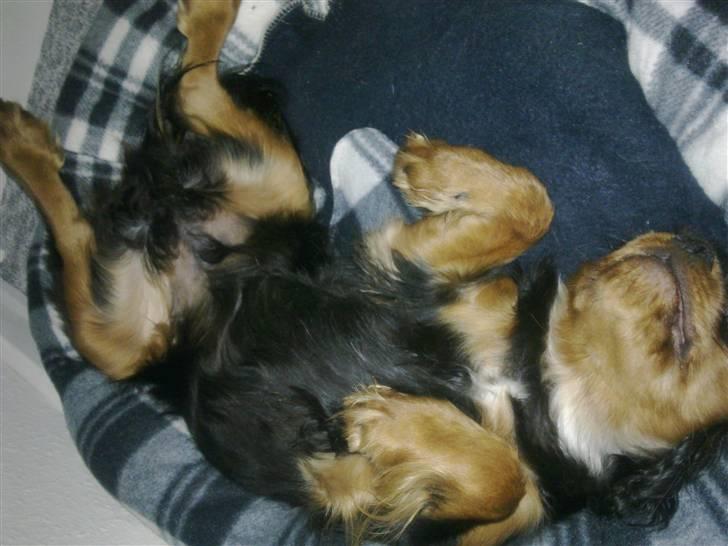 Cavalier king charles spaniel Balou billede 5