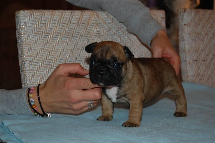 Fransk bulldog Aabech Eleanor billede 1