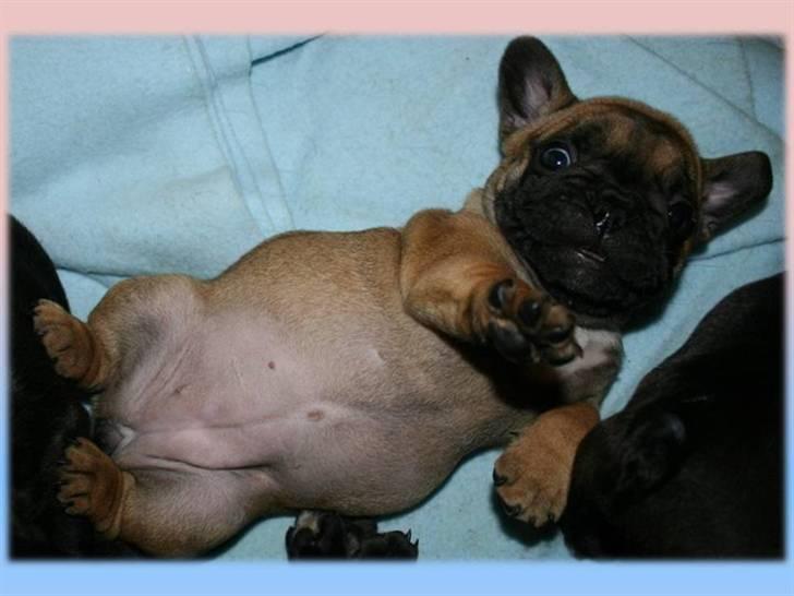 Fransk bulldog Aabech Eleanor billede 2