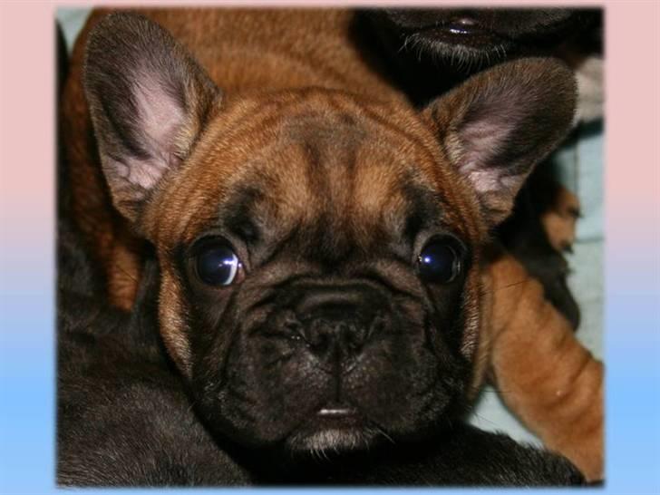 Fransk bulldog Aabech Eleanor billede 4