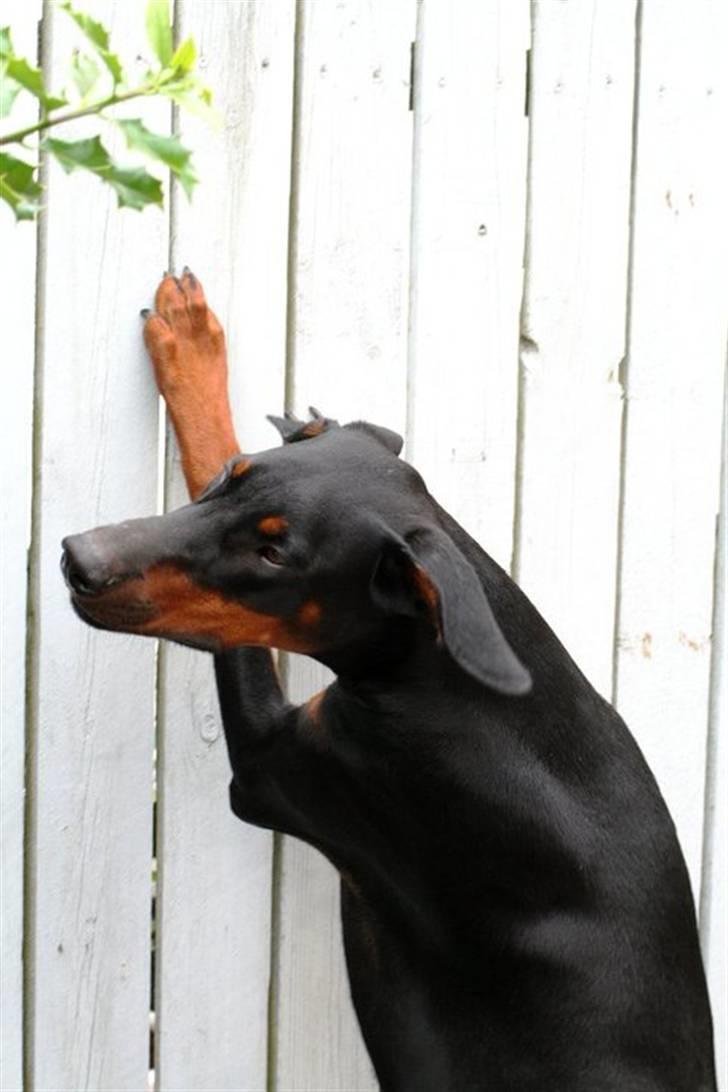 Dobermann *Watchout Diablo* - Juli 2010, Diablo 1 år gammel :) billede 2