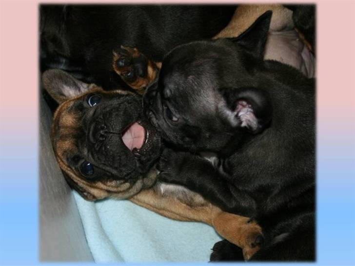 Fransk bulldog Aabech Eleanor billede 5