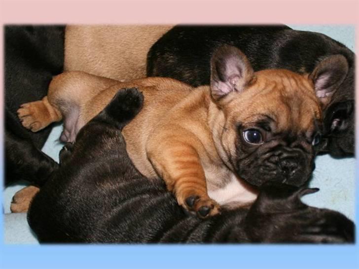 Fransk bulldog Aabech Eleanor billede 6