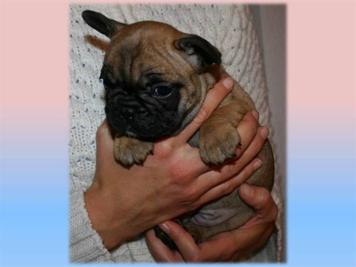 Fransk bulldog Aabech Eleanor billede 7