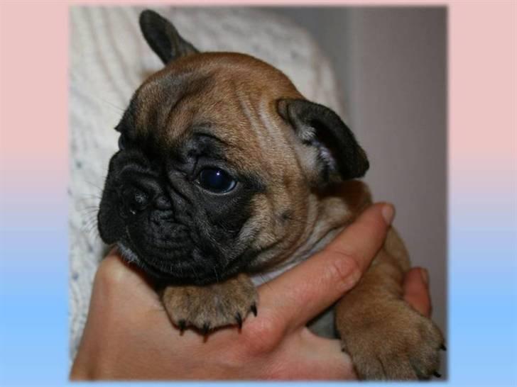 Fransk bulldog Aabech Eleanor billede 8