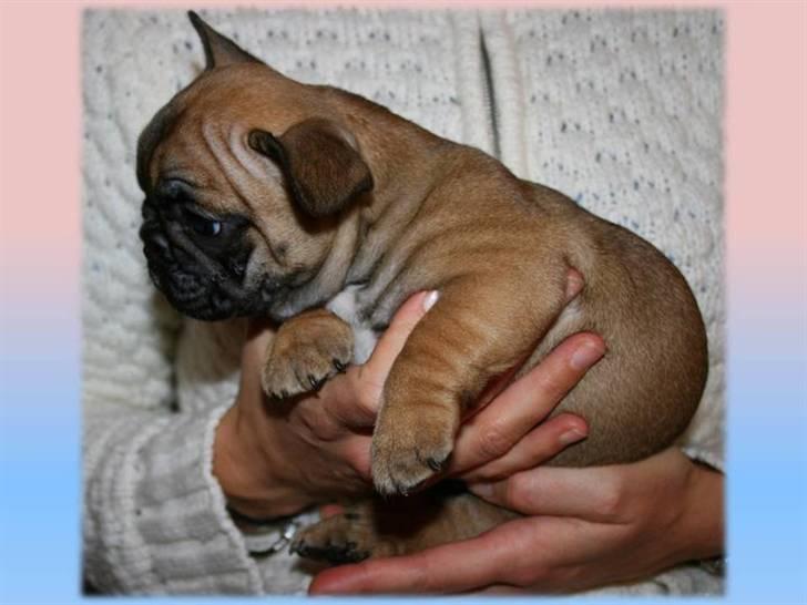 Fransk bulldog Aabech Eleanor billede 9