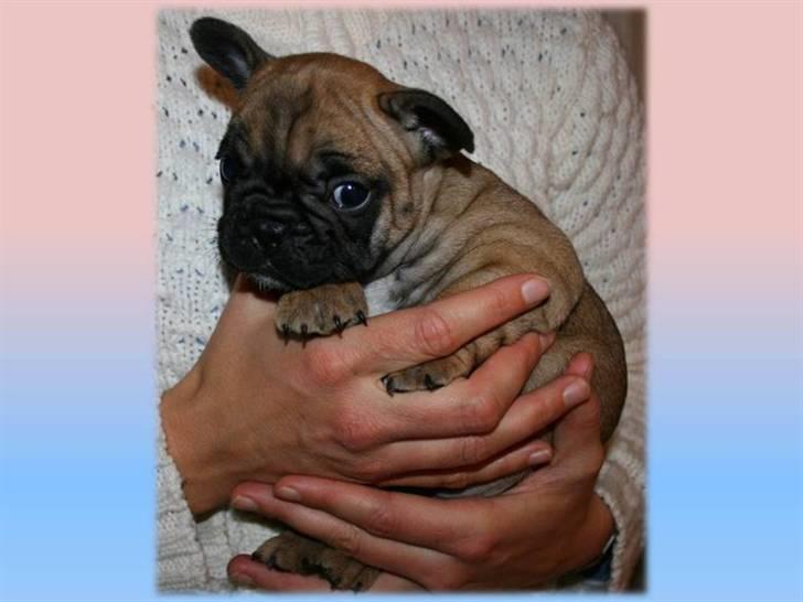 Fransk bulldog Aabech Eleanor billede 10