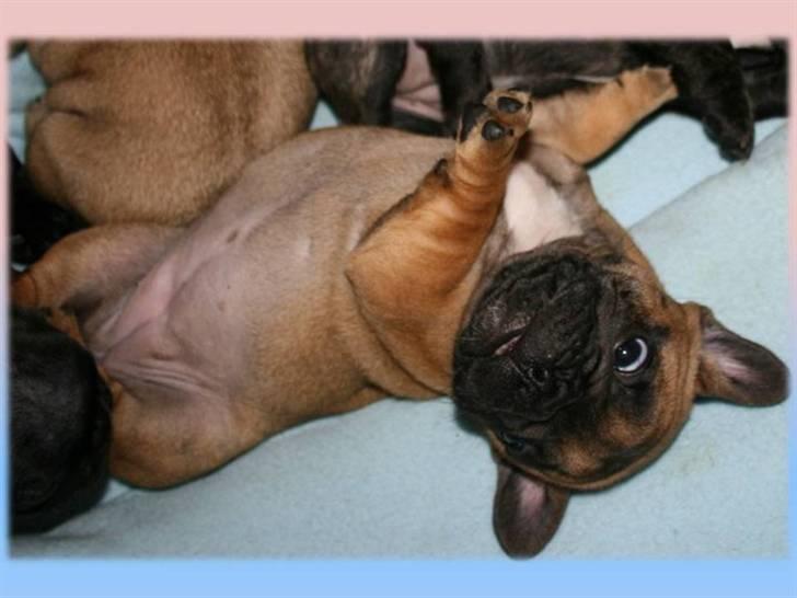 Fransk bulldog Aabech Eleanor billede 11