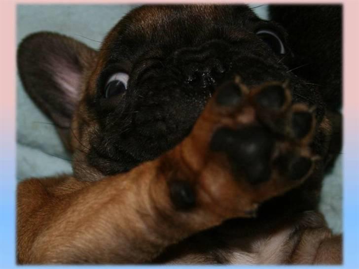 Fransk bulldog Aabech Eleanor billede 12