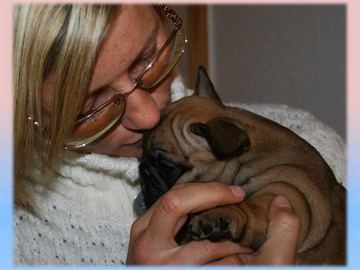 Fransk bulldog Aabech Eleanor billede 13