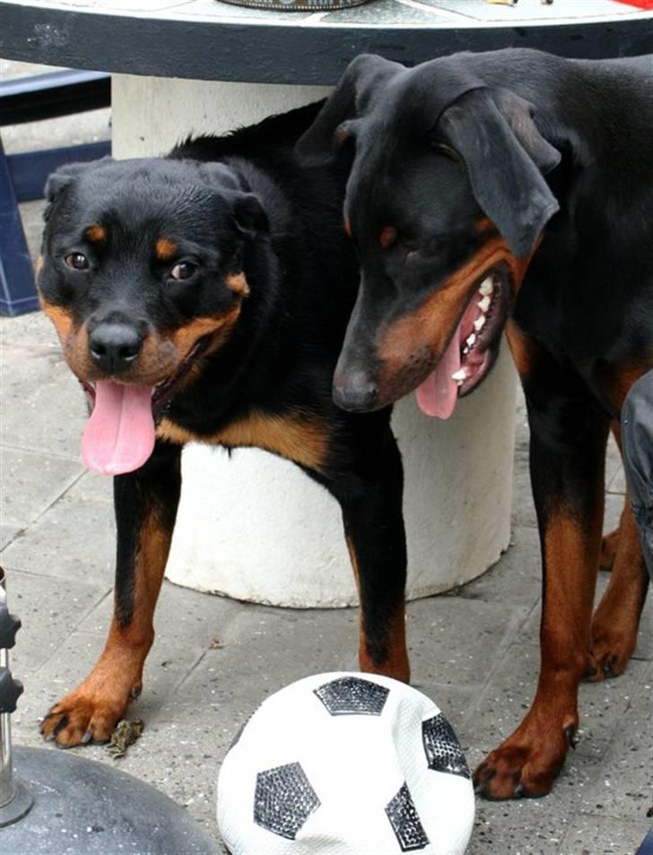 Dobermann *Watchout Diablo* - Juli 2010, Diablo og kæresten Deedee, 1 år gamle :) billede 4