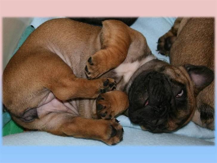 Fransk bulldog Aabech Eleanor billede 14