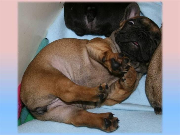 Fransk bulldog Aabech Eleanor billede 15