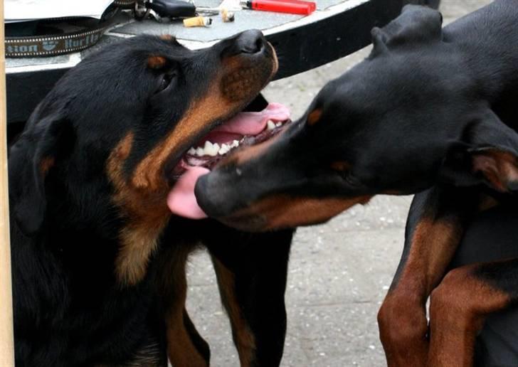 Dobermann *Watchout Diablo* - Juli 2010, Diablo er helt forgabt i sin smukke kæreste Deedee, 1 år gamle :) billede 5