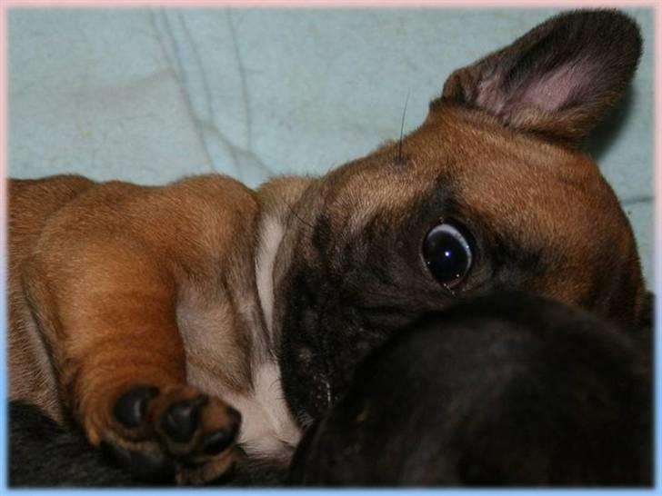 Fransk bulldog Aabech Eleanor billede 16