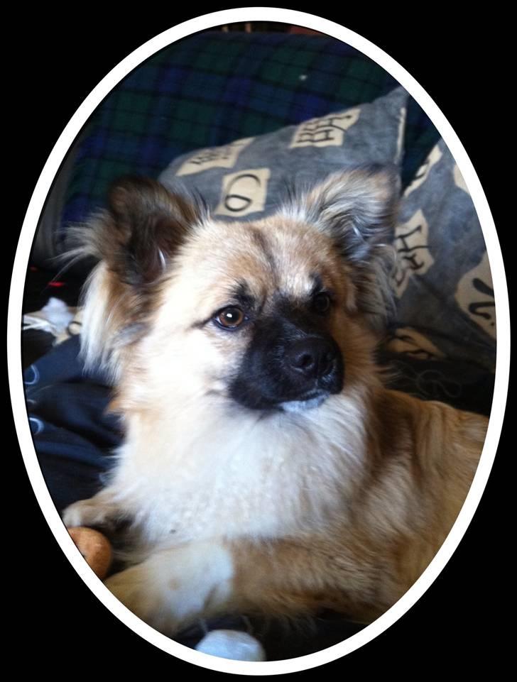 Blanding af racer Shorty billede 20