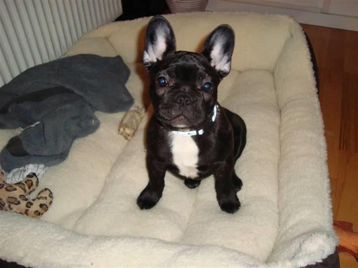 Fransk bulldog Geluna Von Hempel Klinton - Åhh jeg elsker bare min kurv :) billede 9