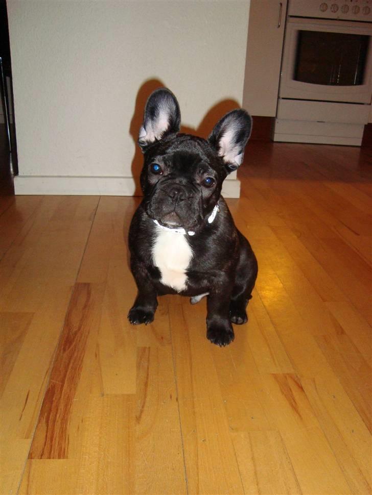 Fransk bulldog Geluna Von Hempel Klinton - Ja ja bliv nu færdig med de billeder! ;) billede 10