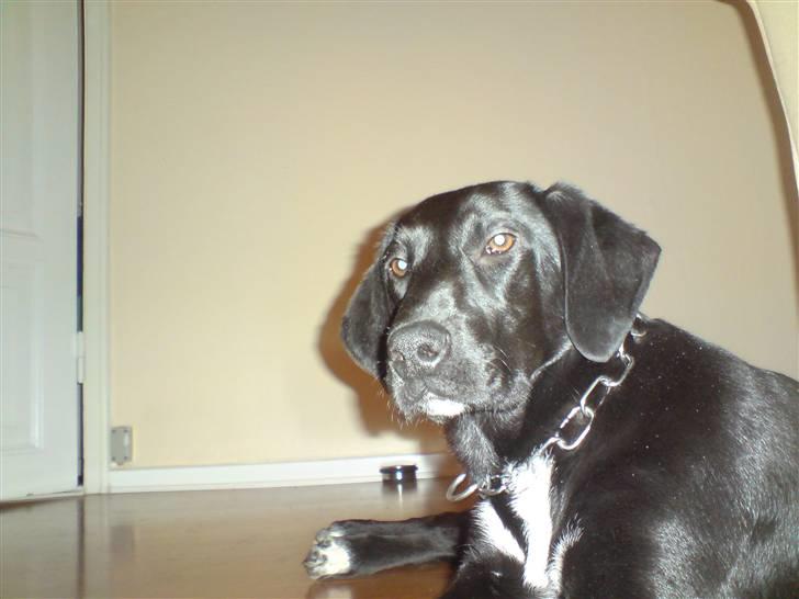 Labrador retriever / Gammel Dansk Hønsehund - Hva så der ;-) billede 8